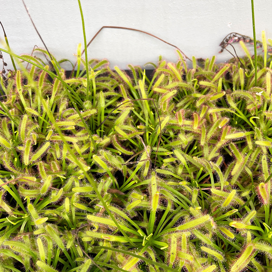 Carnivorous Plant - Drosera Capensis