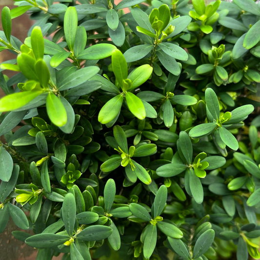 Bonsai Plant - Chinese Boxwood