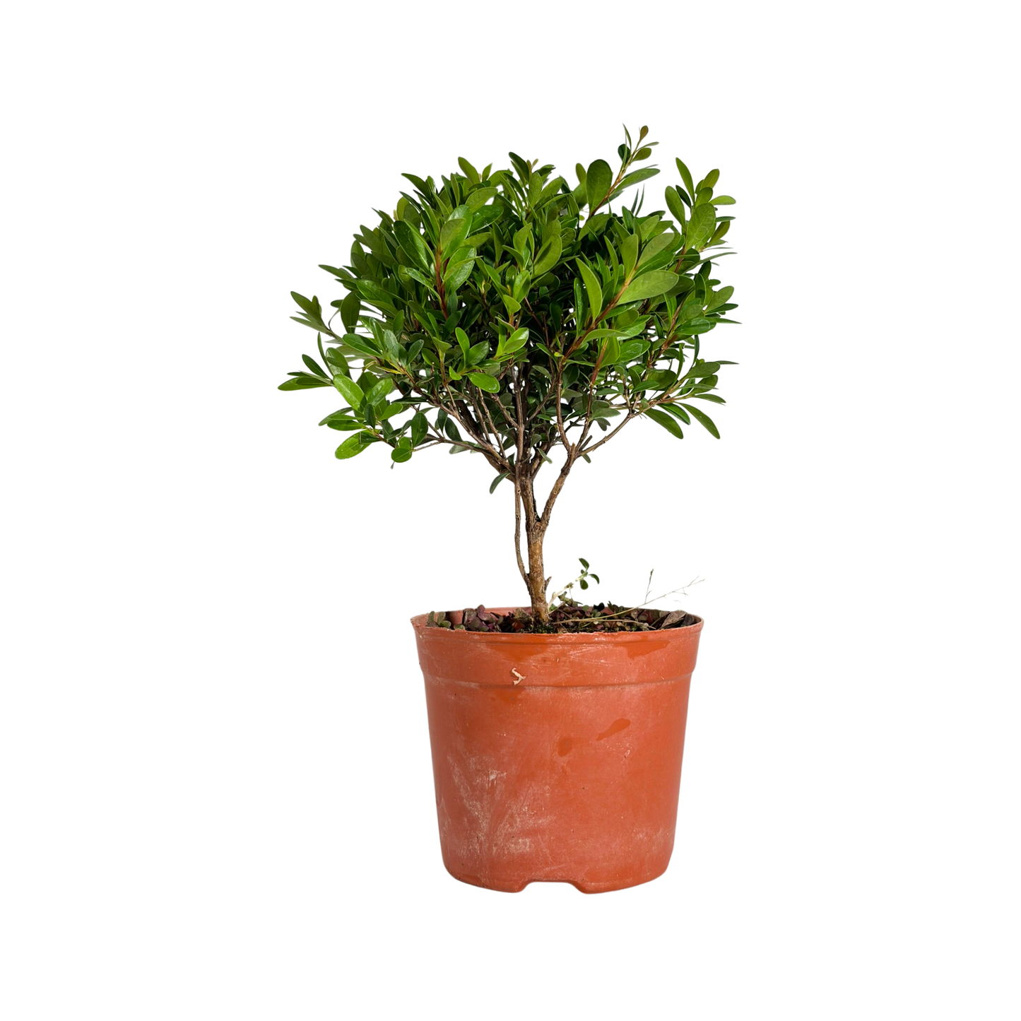 Bonsai Plant - Chinese Boxwood