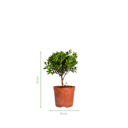 Bonsai Plant - Chinese Boxwood