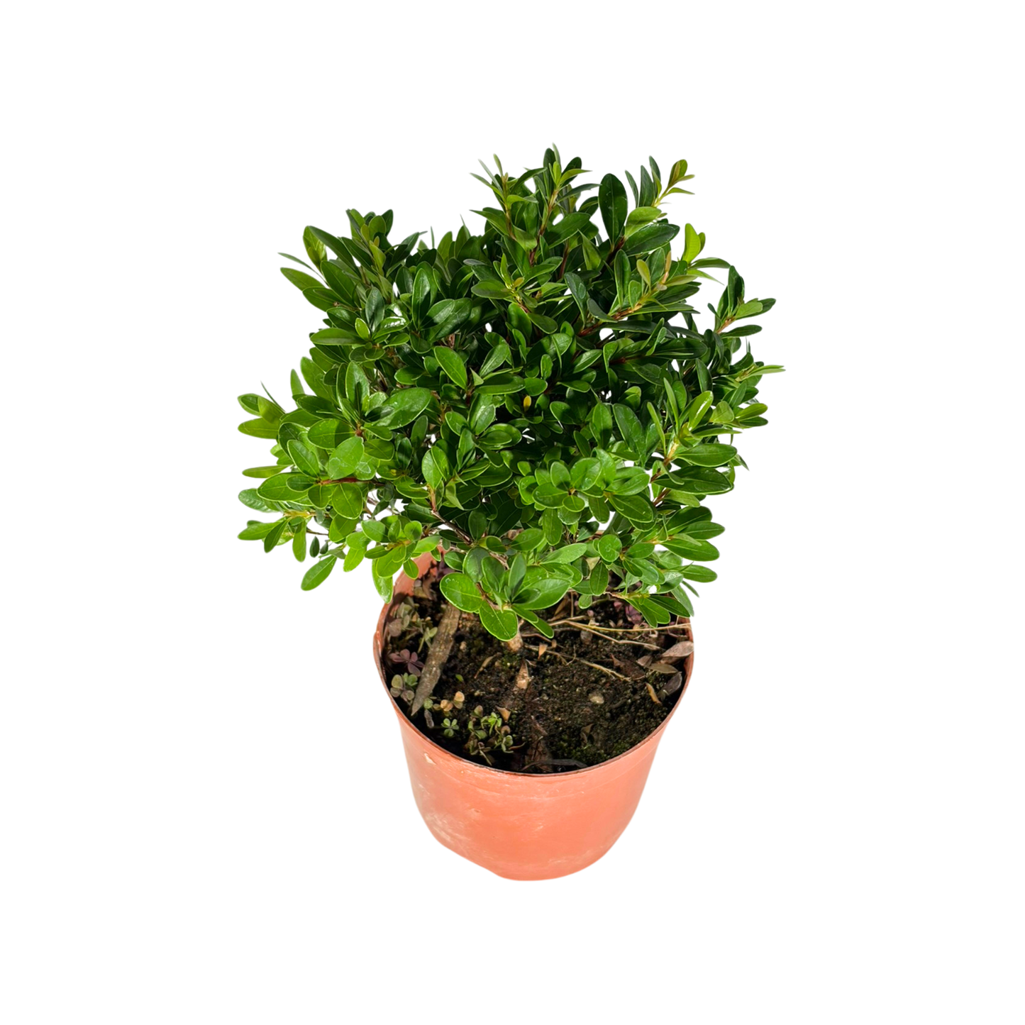 Bonsai Plant - Chinese Boxwood