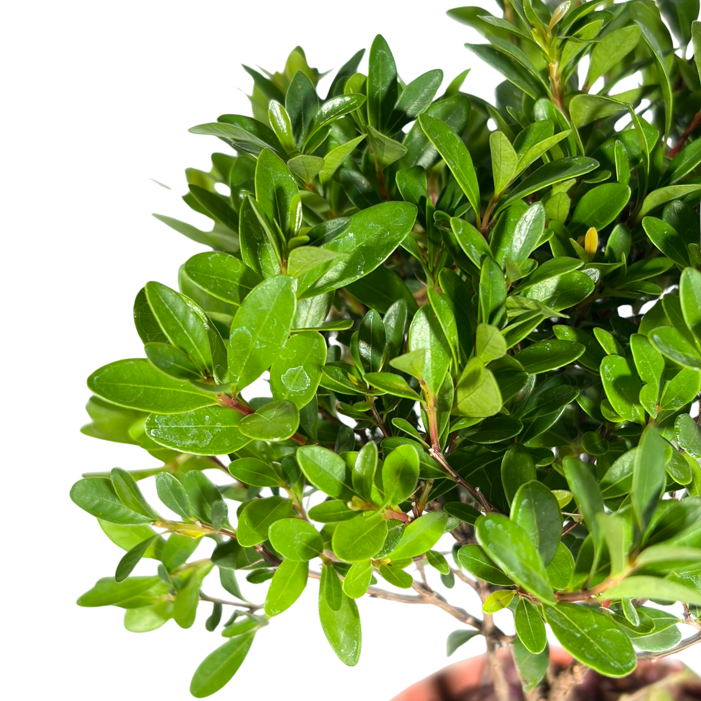 Bonsai Plant - Chinese Boxwood