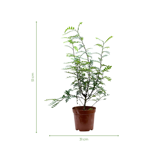 Bonsai Plant - Chinese Pistachio