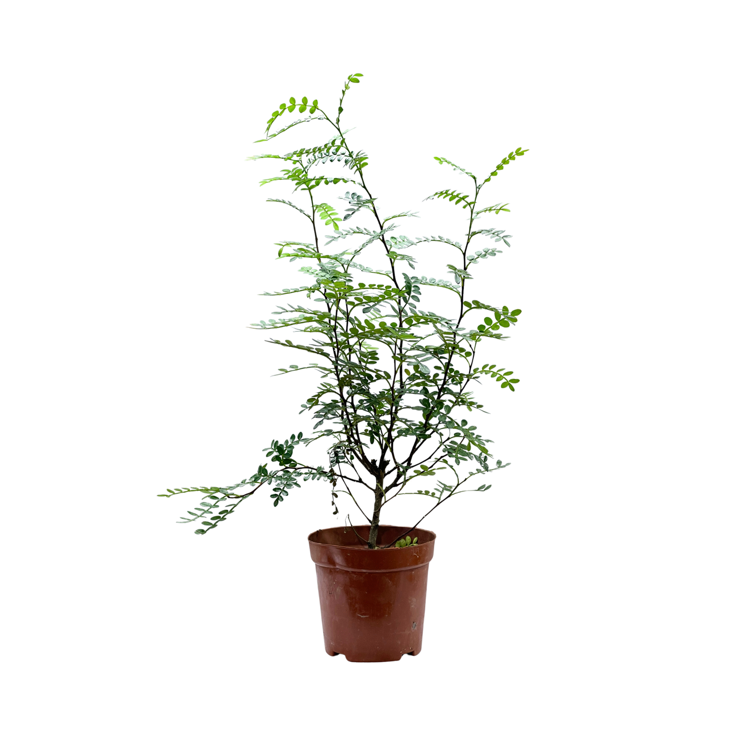 Bonsai Plant - Chinese Pistachio