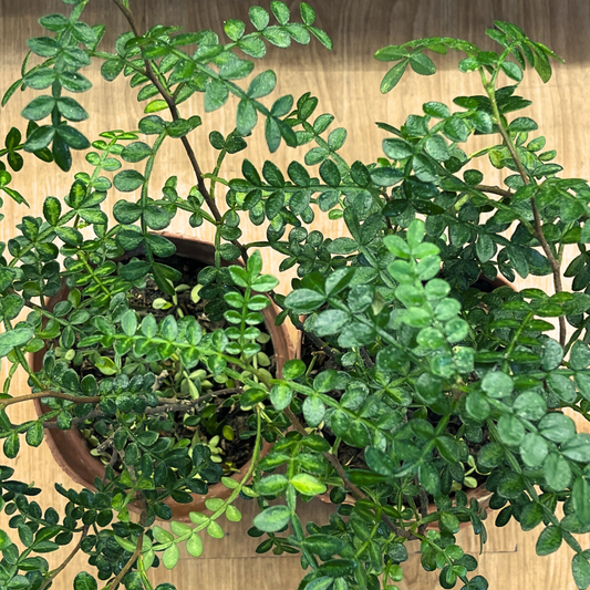 Bonsai Plant - Chinese Pistachio