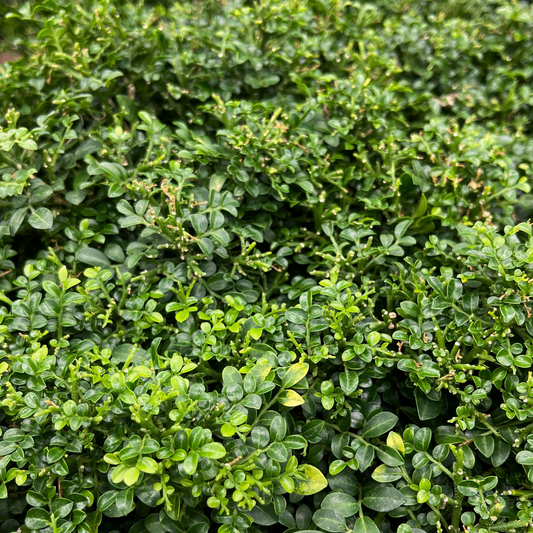 Bonsai Plant - Dwarf Murraya