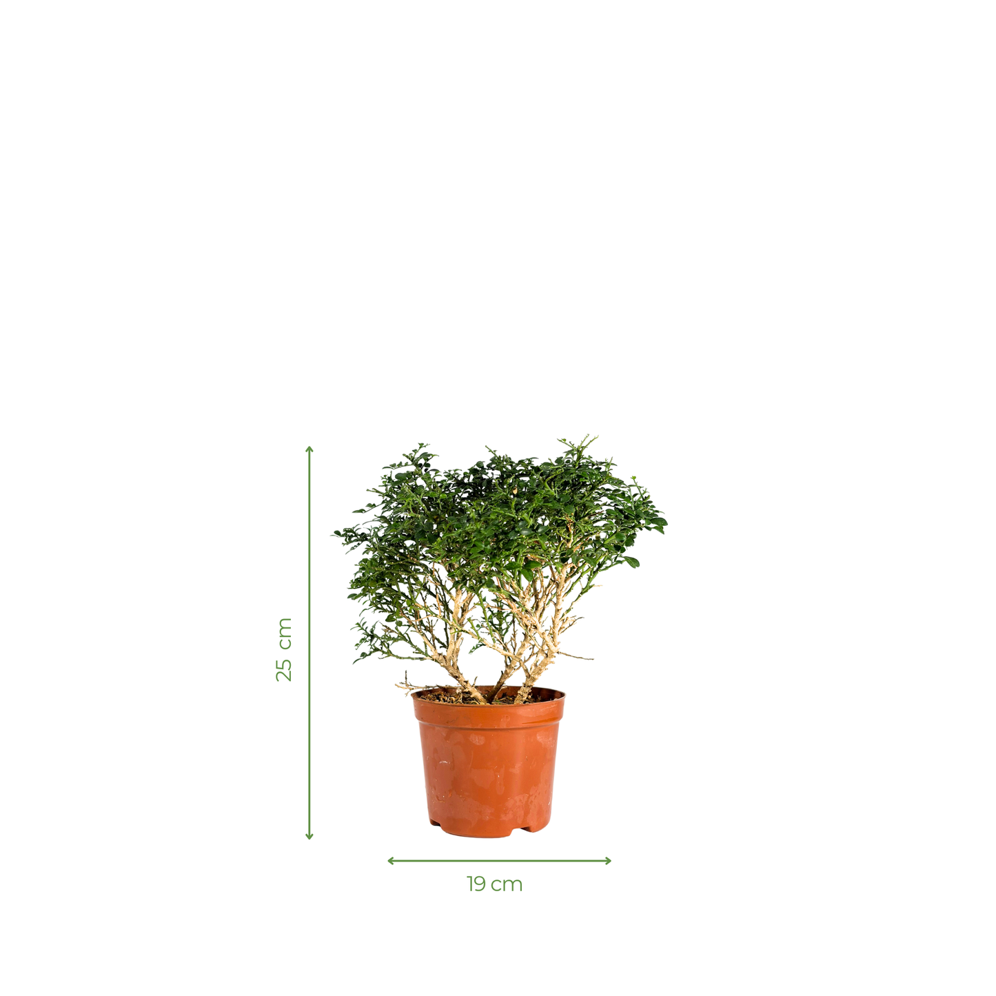 Bonsai Plant - Dwarf Murraya