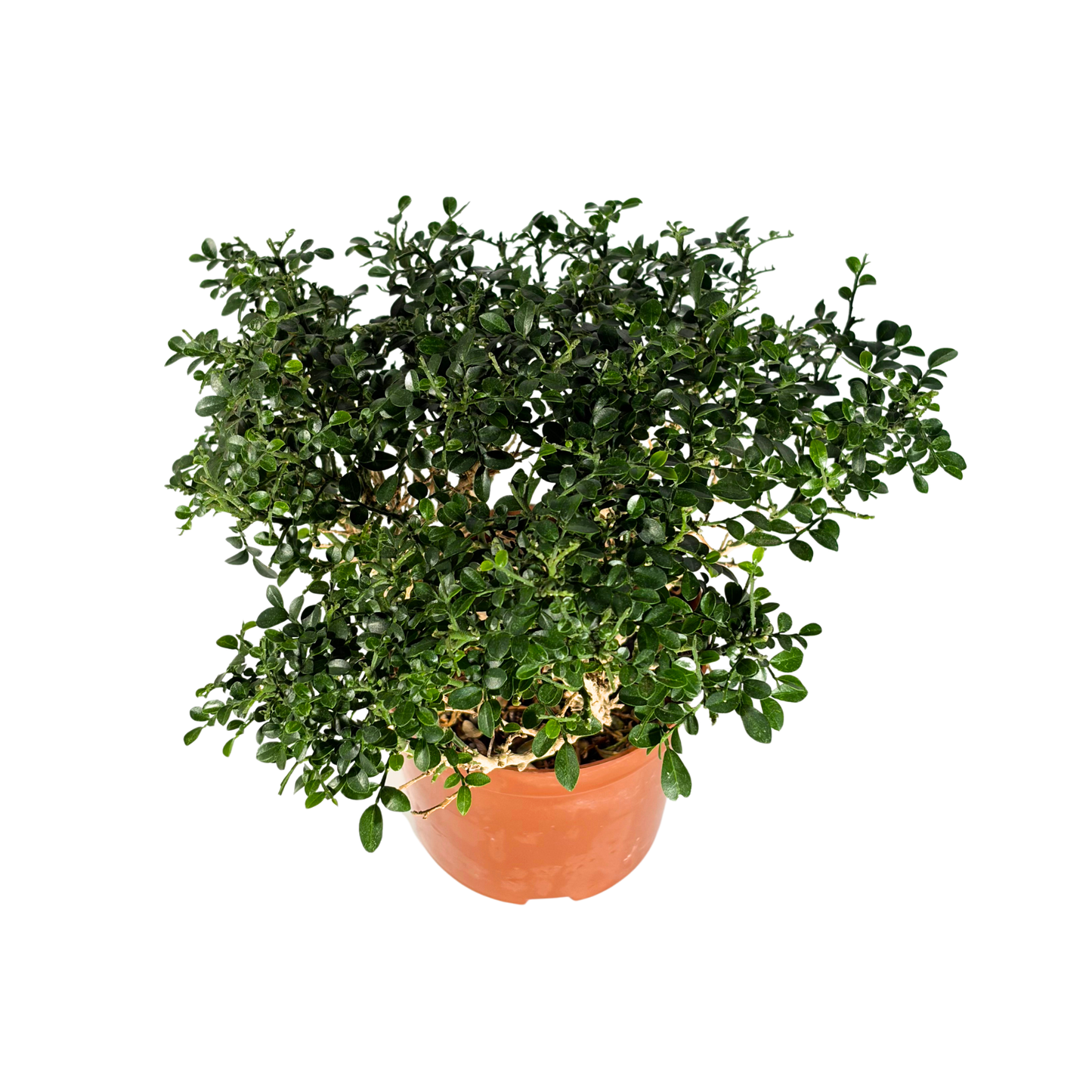 Bonsai Plant - Dwarf Murraya