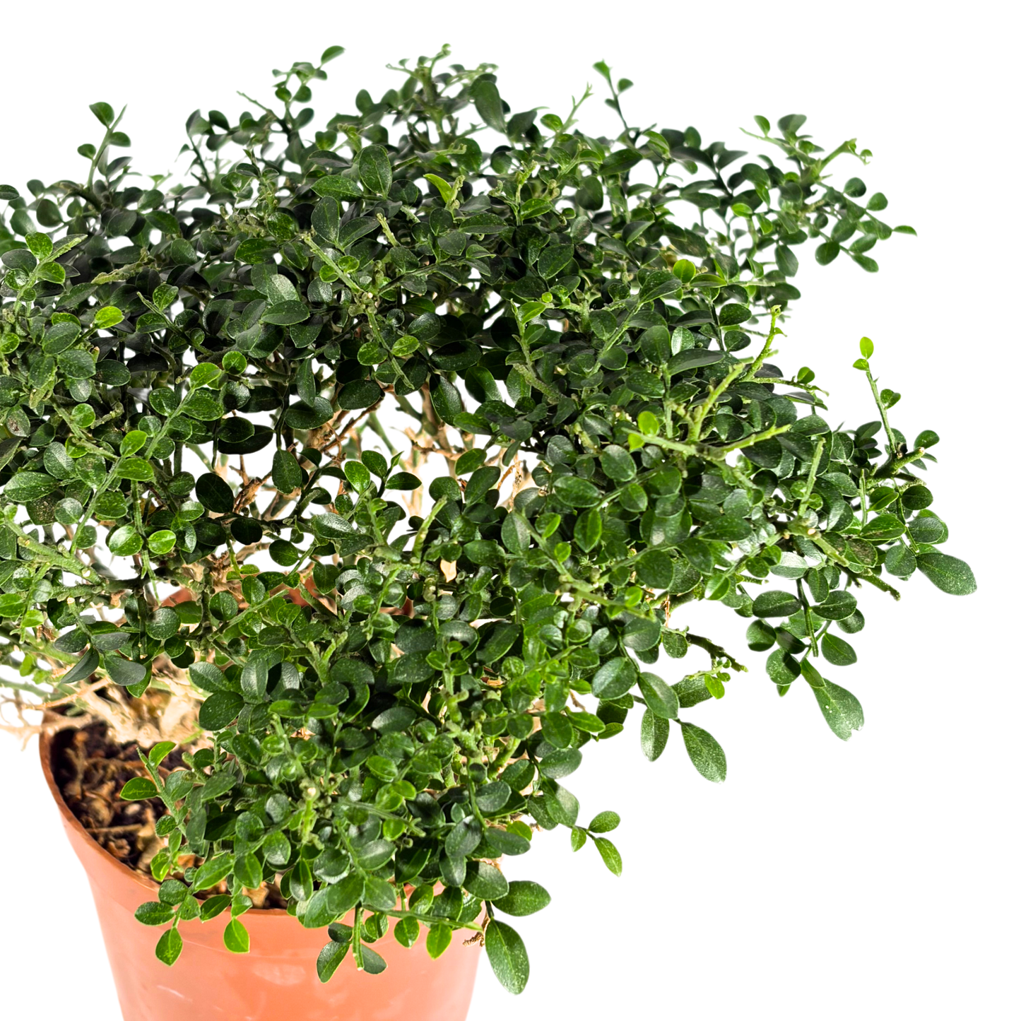 Bonsai Plant - Dwarf Murraya