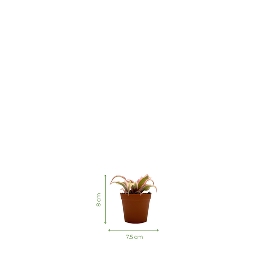 Epiphytic Plant - Earth Star Plant