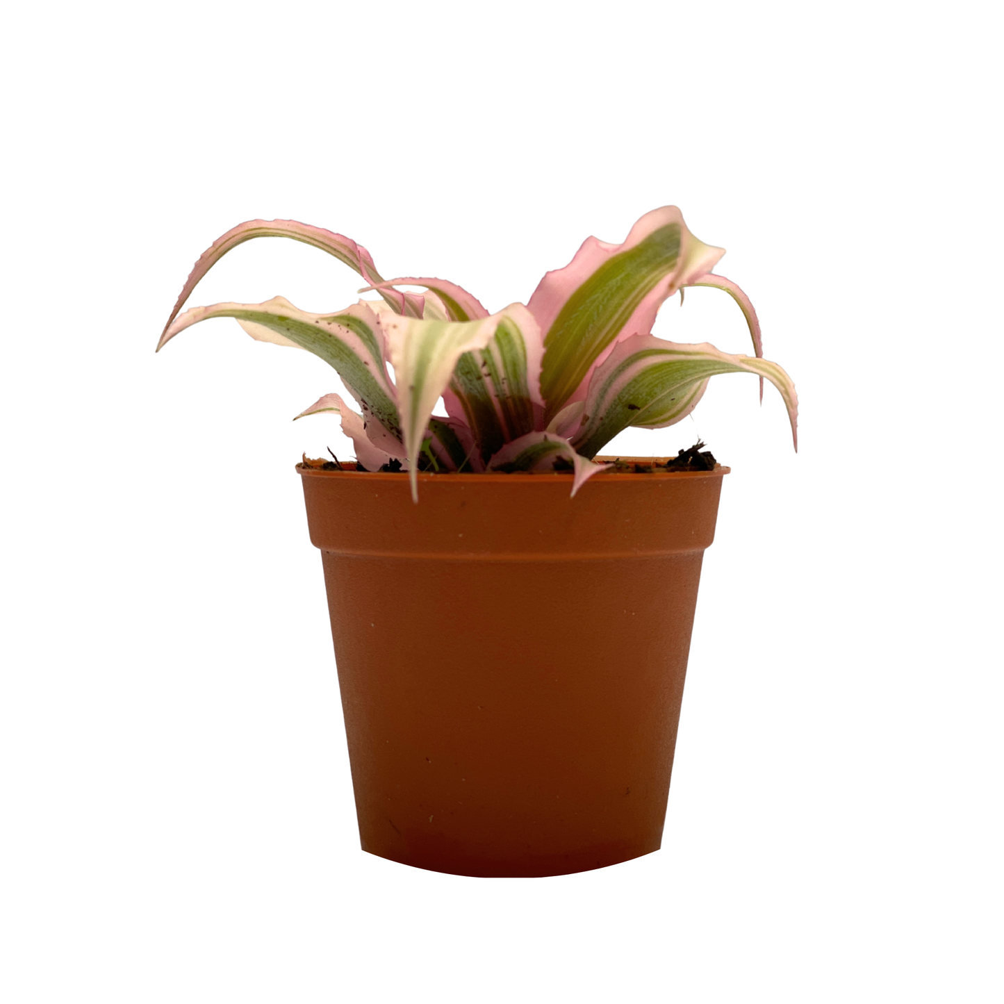 Epiphytic Plant - Earth Star Plant