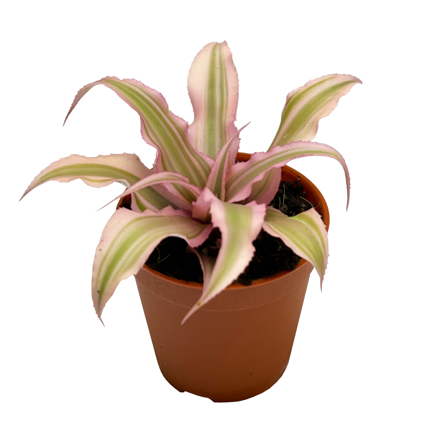 Epiphytic Plant - Earth Star Plant