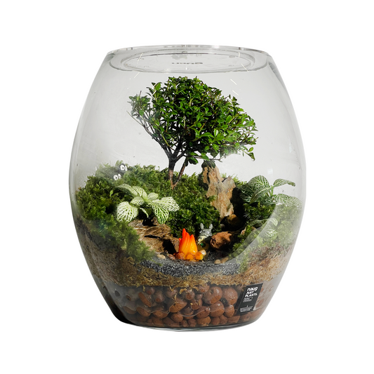 Egg Bowl Terrarium Series