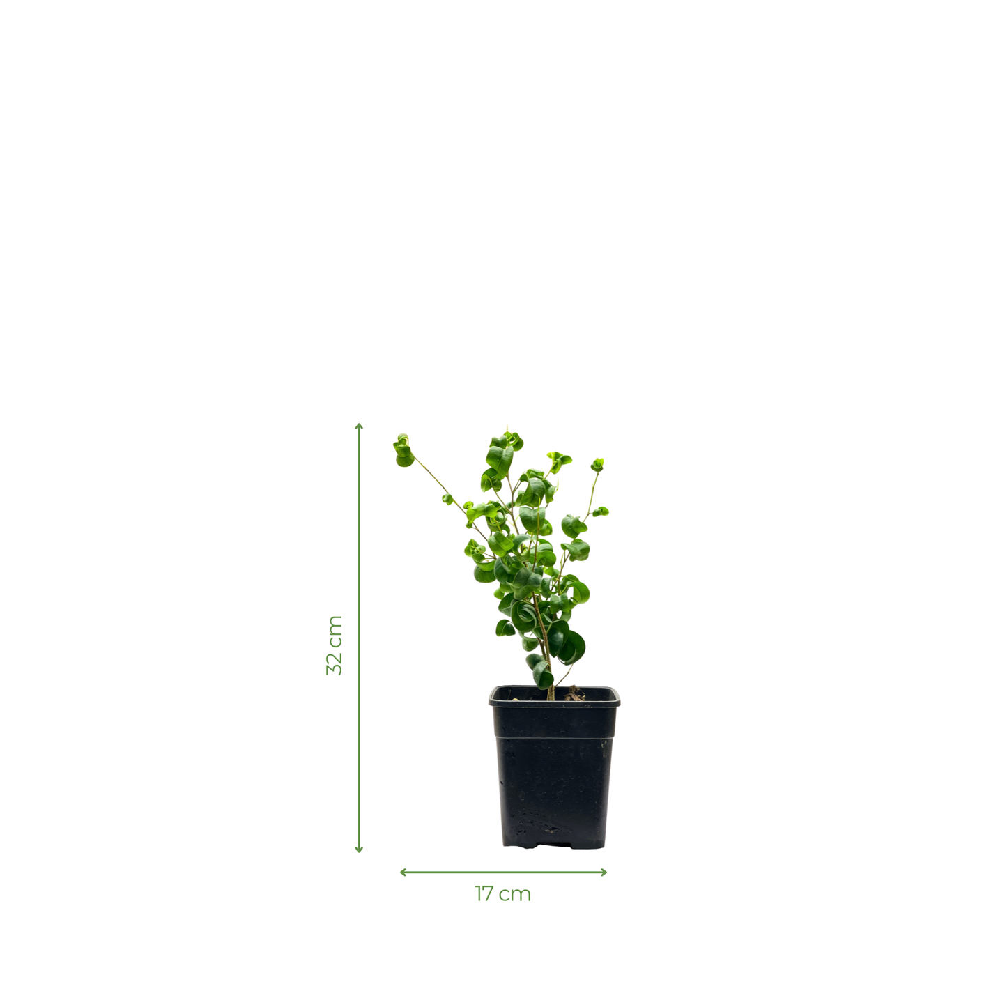 Ficus Benjamina Barok