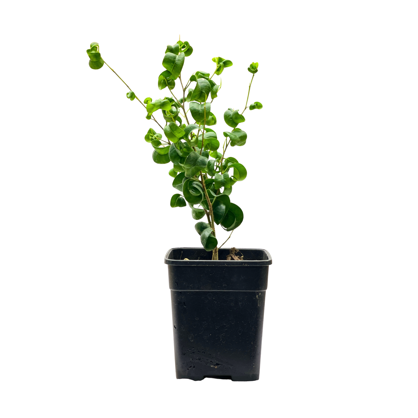 Ficus Benjamina Barok