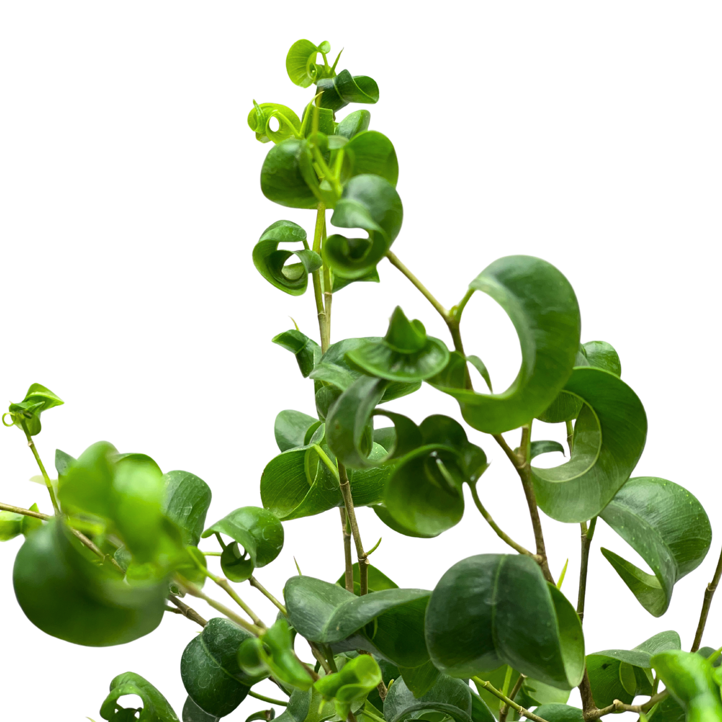Ficus Benjamina Barok