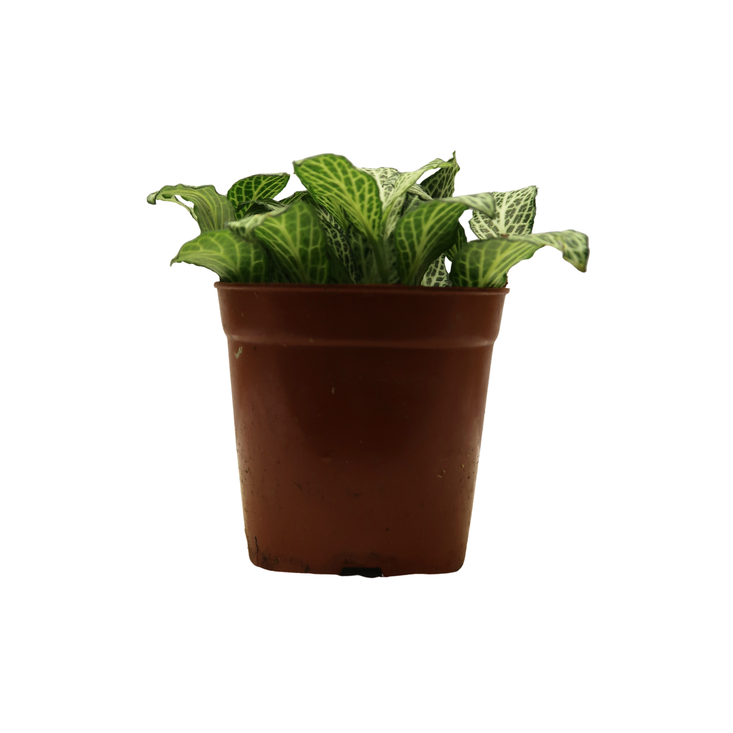 Moisture Loving Plant - Nerve Plant (Fittonia)