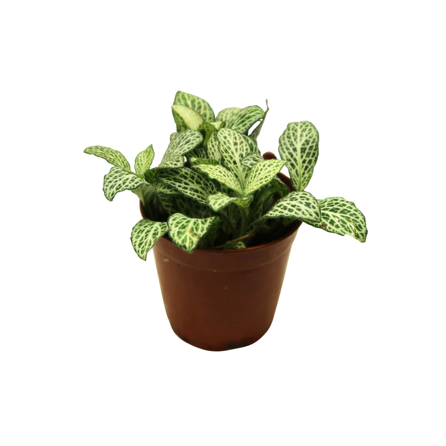 Moisture Loving Plant - Nerve Plant (Fittonia)