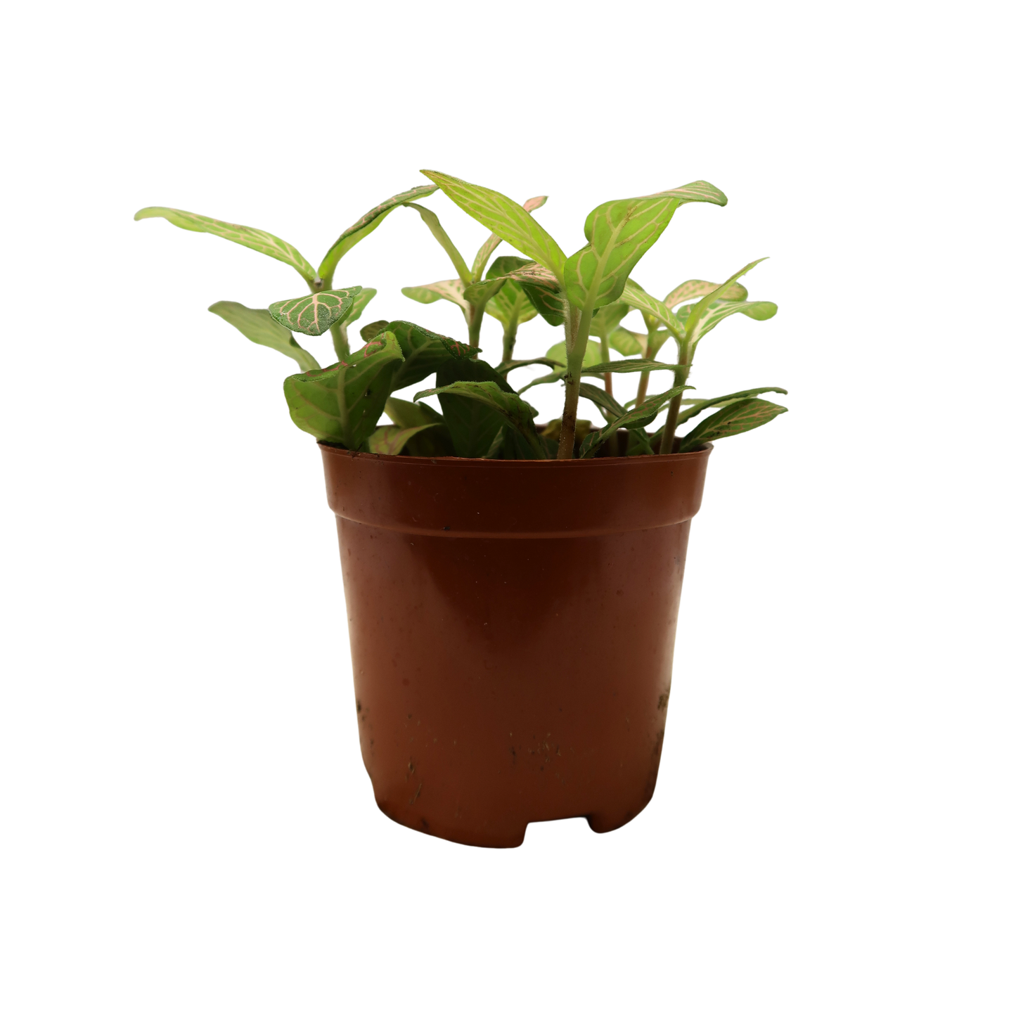 Moisture Loving Plant - Nerve Plant (Fittonia)