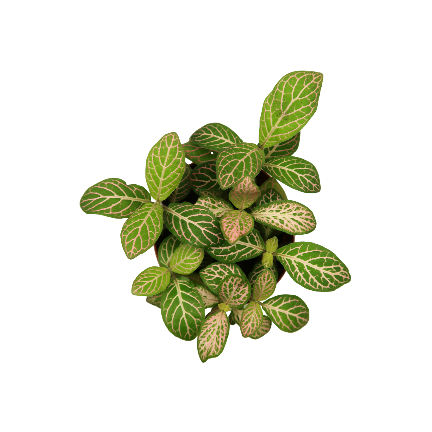 Moisture Loving Plant - Nerve Plant (Fittonia)