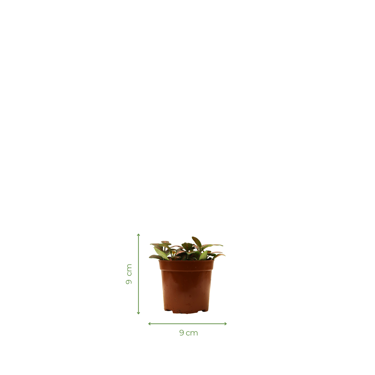 Moisture Loving Plant - Nerve Plant (Fittonia)