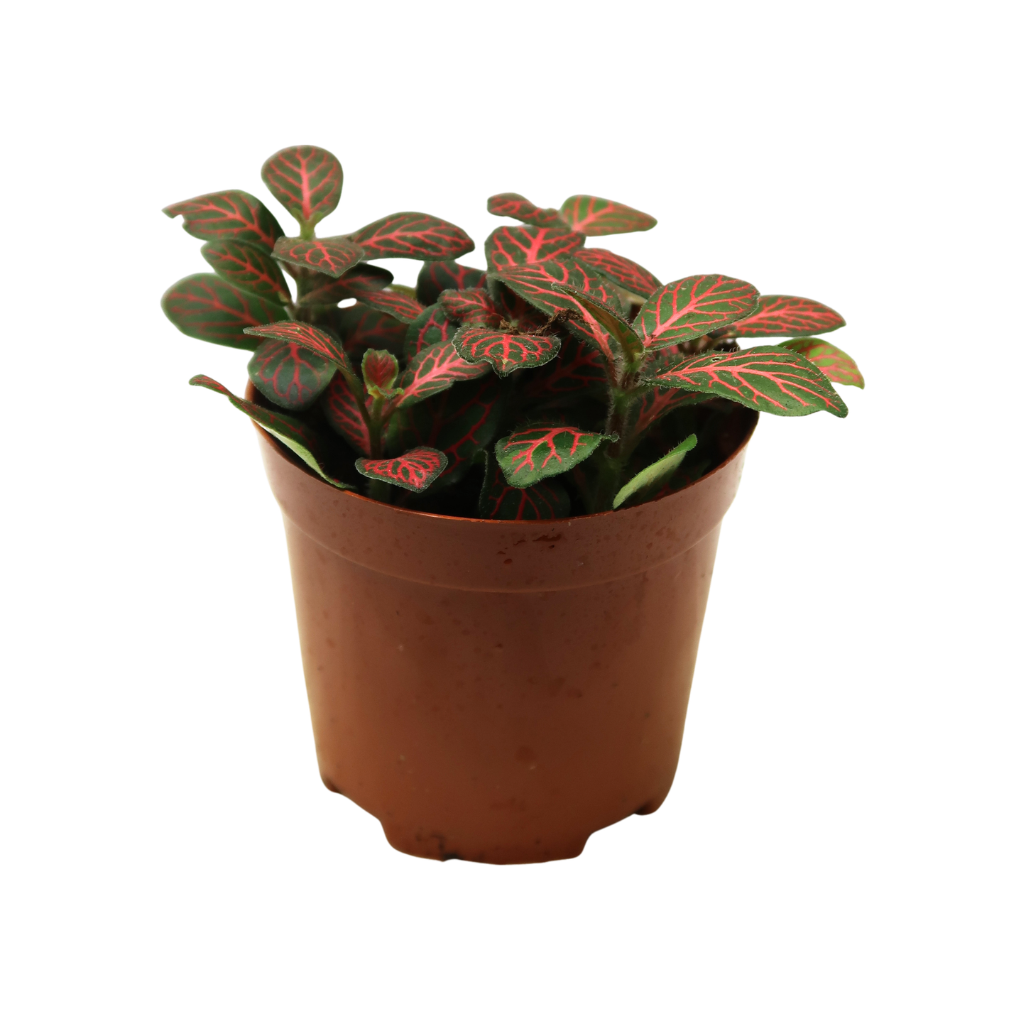 Moisture Loving Plant - Nerve Plant (Fittonia)