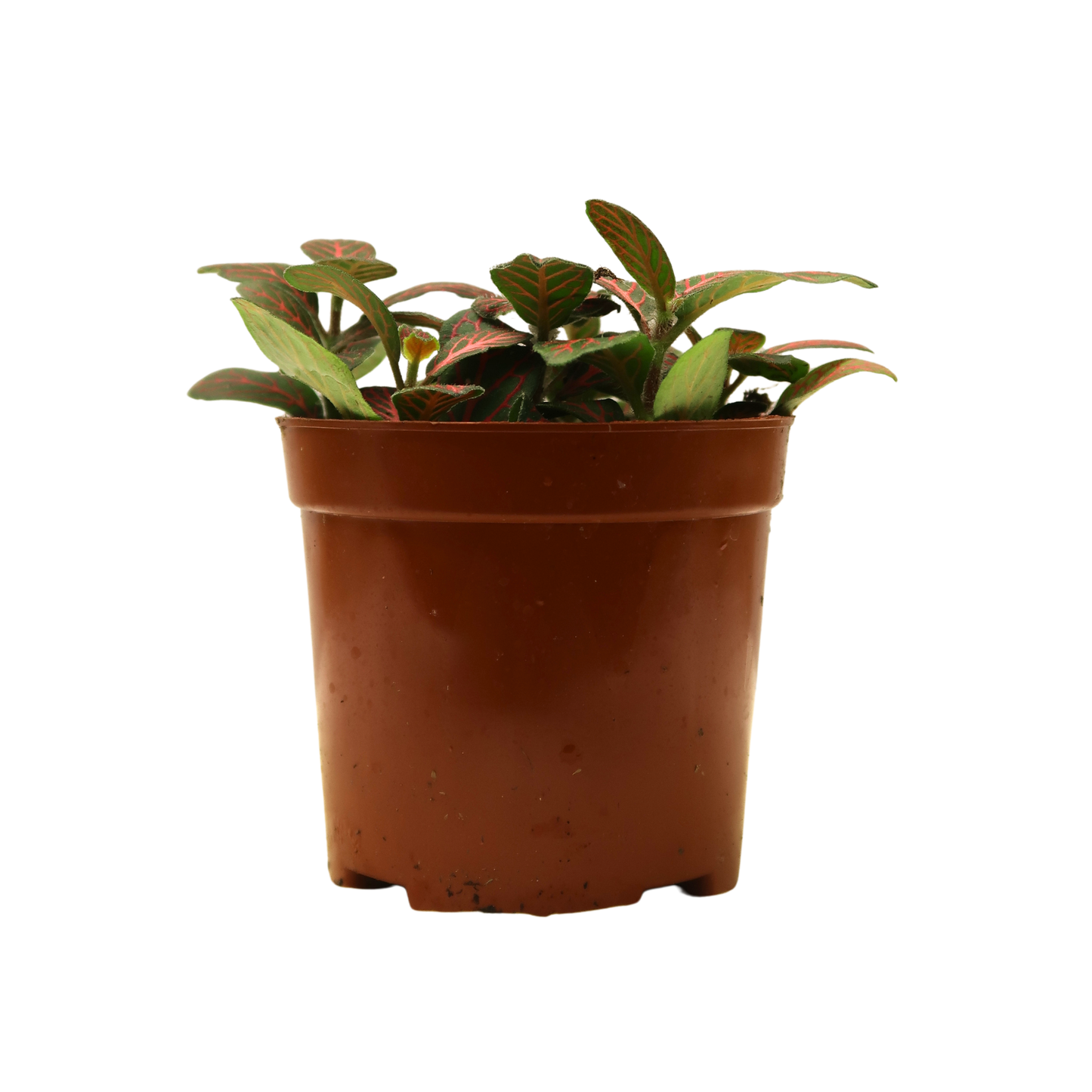 Moisture Loving Plant - Nerve Plant (Fittonia)