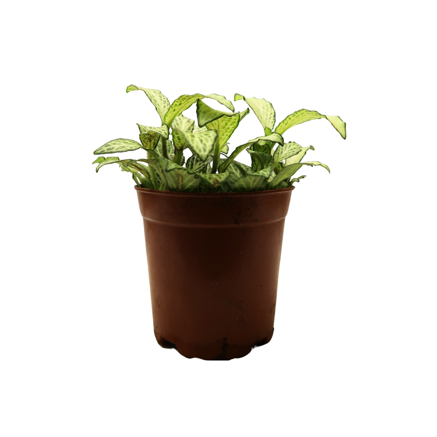 Moisture Loving Plant - Nerve Plant (Fittonia)