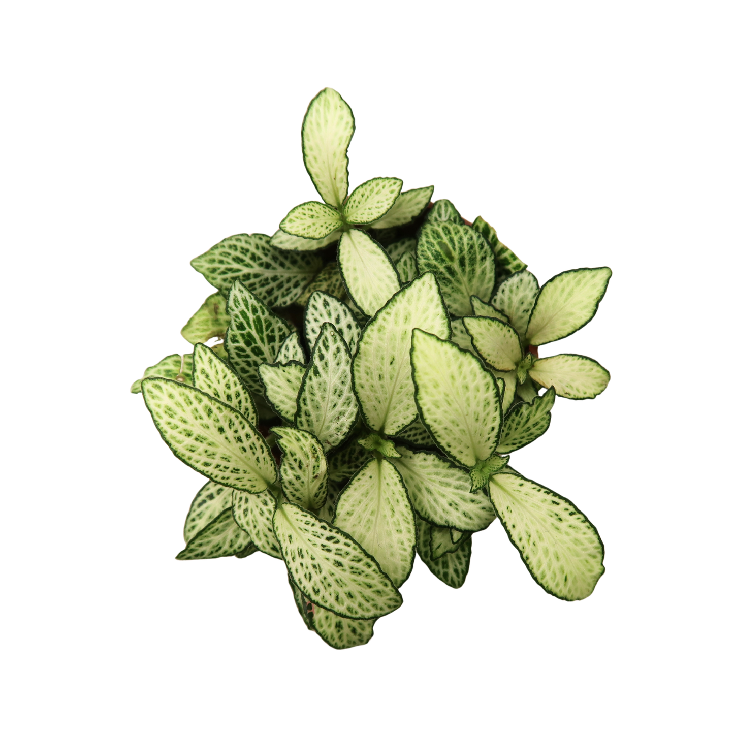 Moisture Loving Plant - Nerve Plant (Fittonia)
