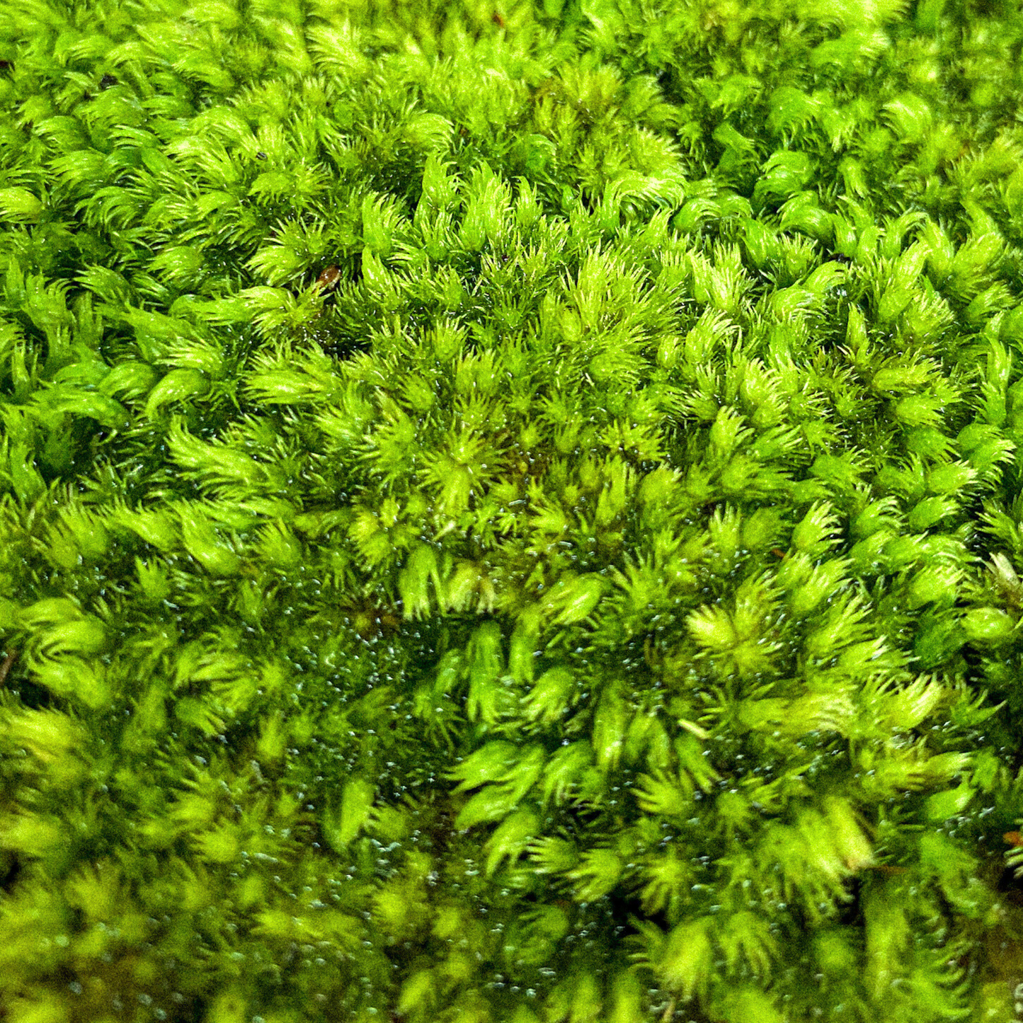 Live Moss - Foxtail Moss