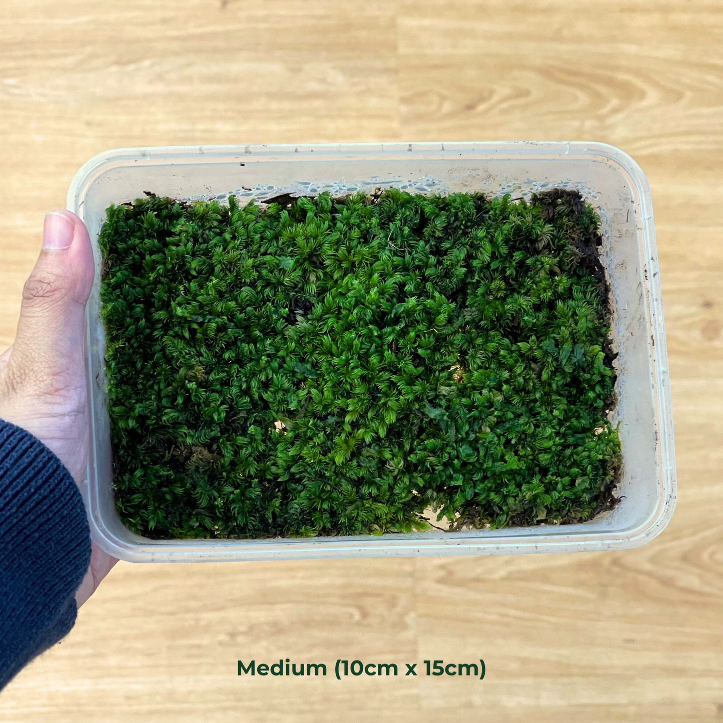 Live Moss - Foxtail Moss