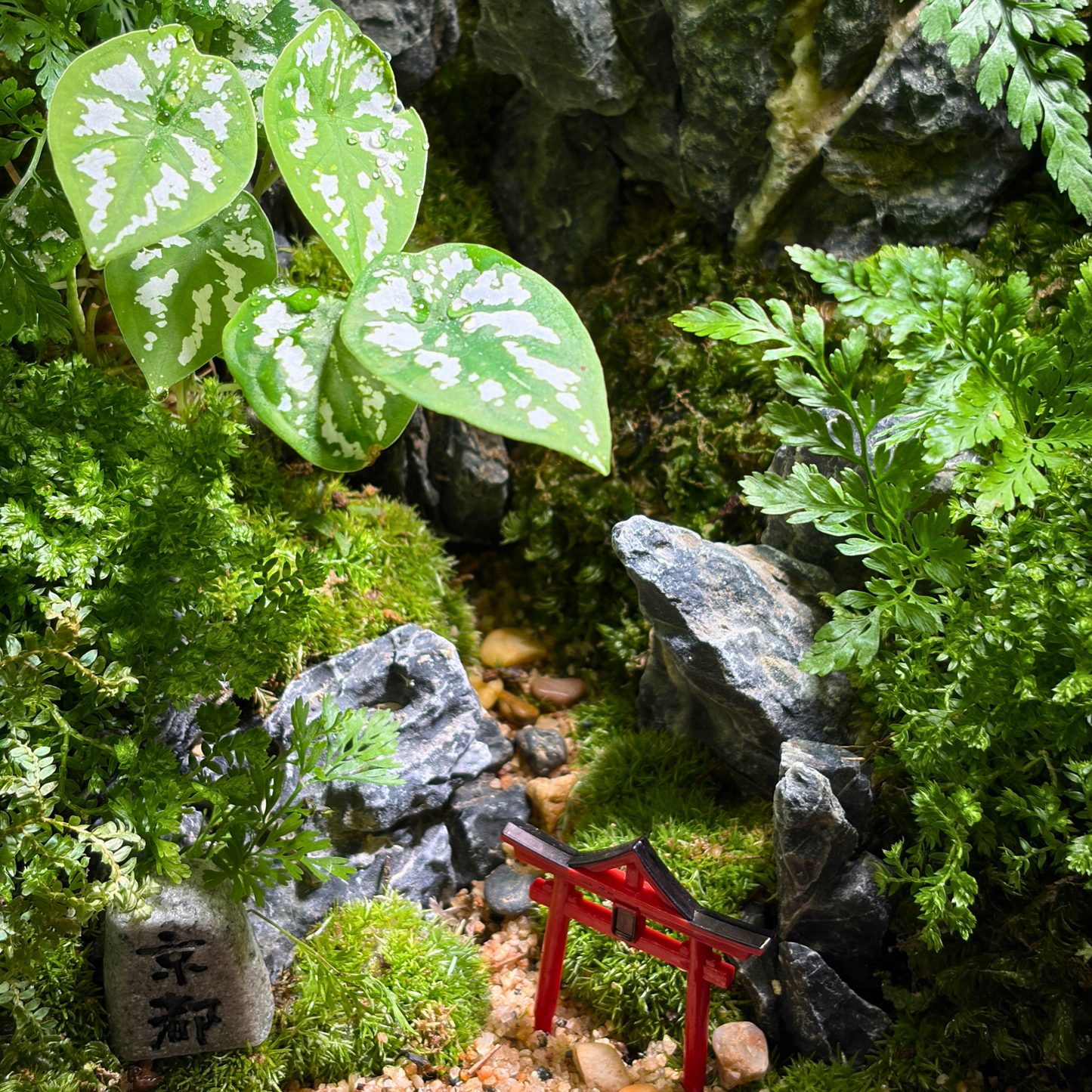 GreenHouse Terrarium 20CM X 20CM X 35CM