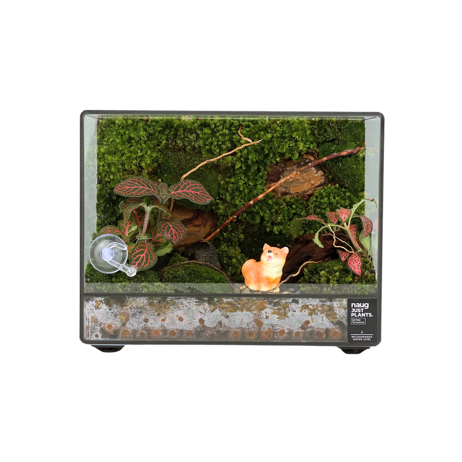 Green Wall Terrarium 20CM x 10CM x 15CM