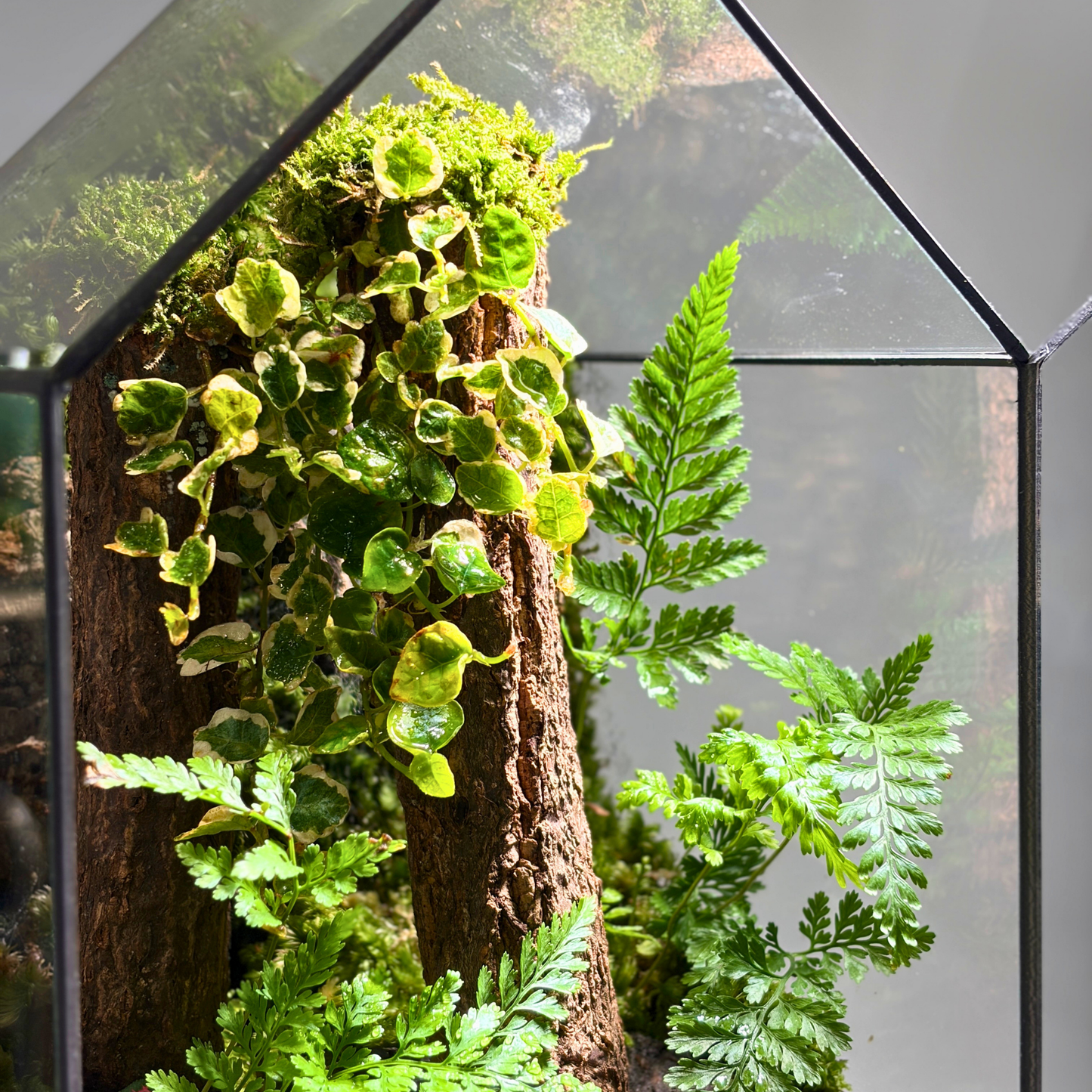 GreenHouse Terrarium 15CM X 15CM X 30CM