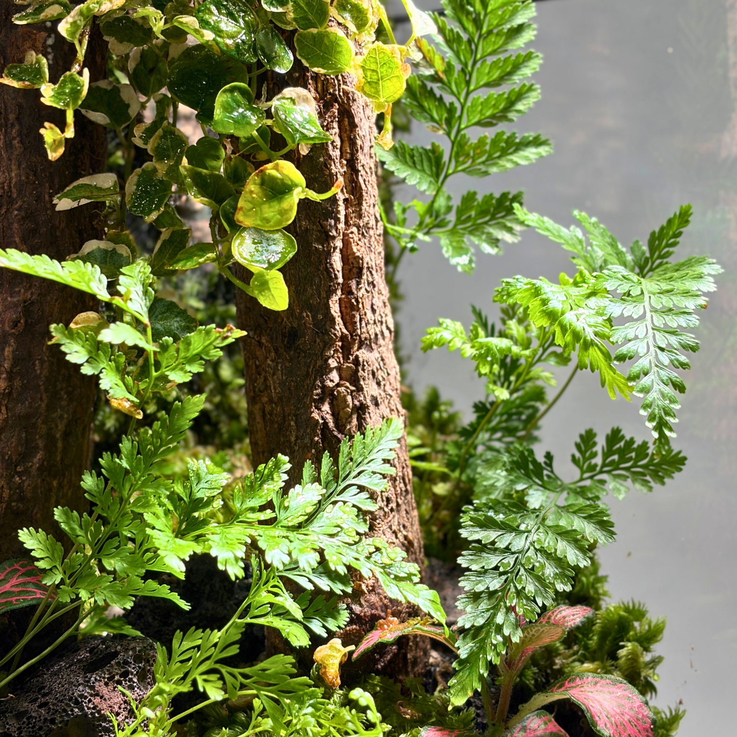 GreenHouse Terrarium 15CM X 15CM X 30CM