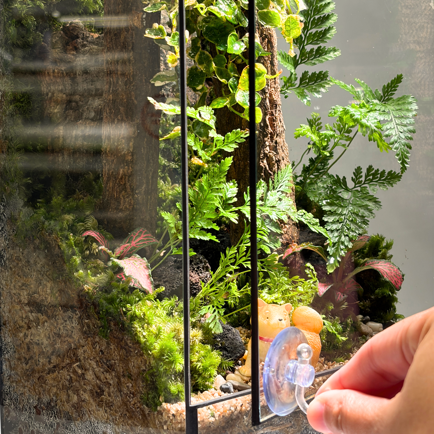 GreenHouse Terrarium 15CM X 15CM X 30CM