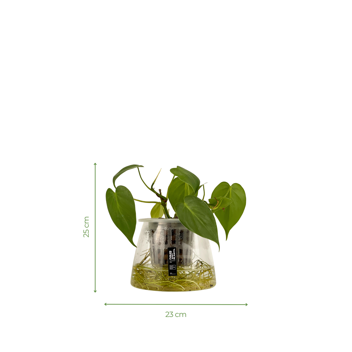 Hydro-cultured plant - Heartleaf Philodendron