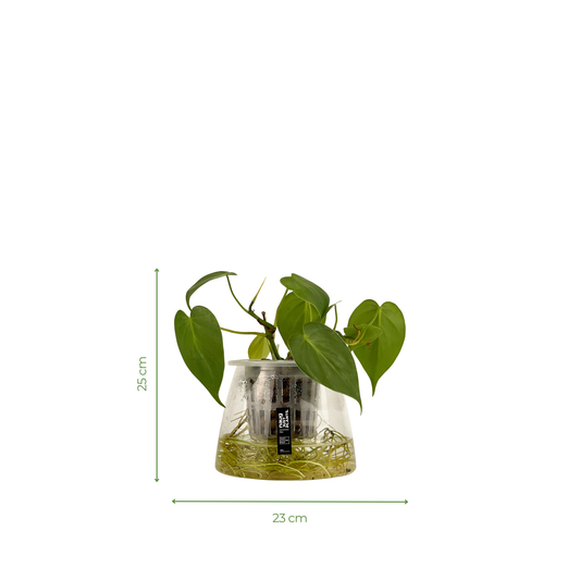 Hydro-cultured plant - Heartleaf Philodendron