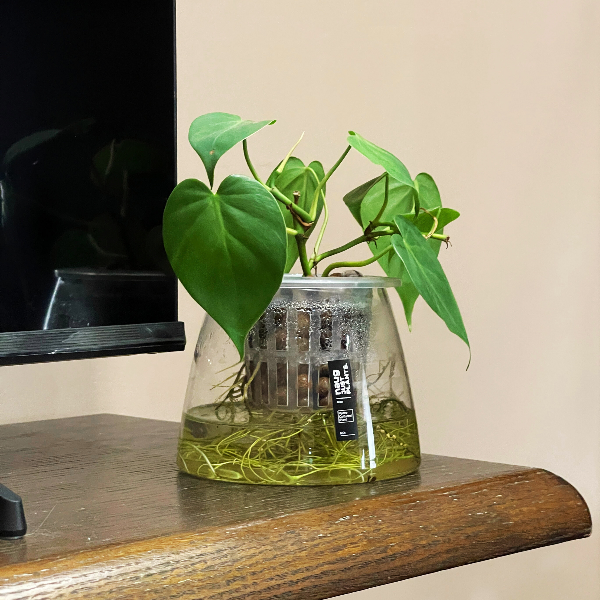heart shaped philodendron in water Hydro-cultured plant
