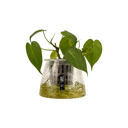 Hydro-cultured plant - Heartleaf Philodendron