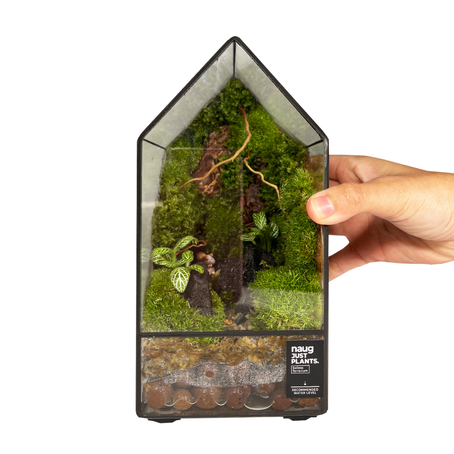 Green Wall Terrarium Series