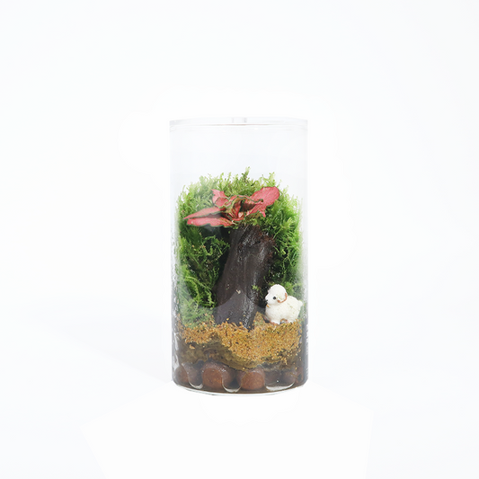 Fun Terrarium Series