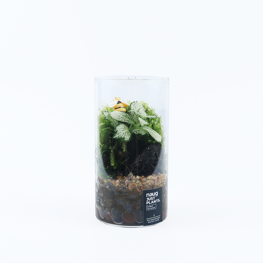 Fun Terrarium Series