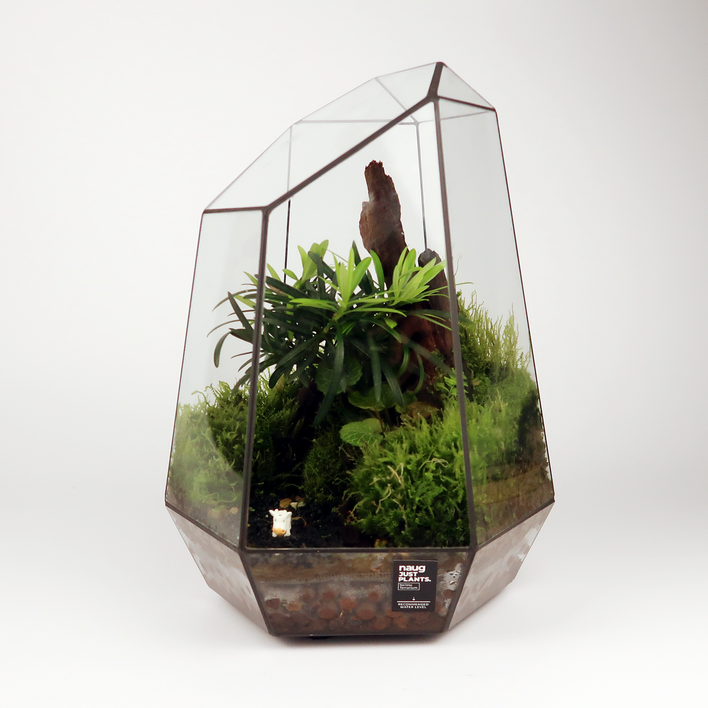 Geometric Terrarium Series