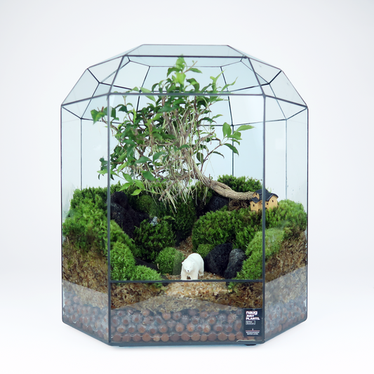 8 Side Terrarium Series