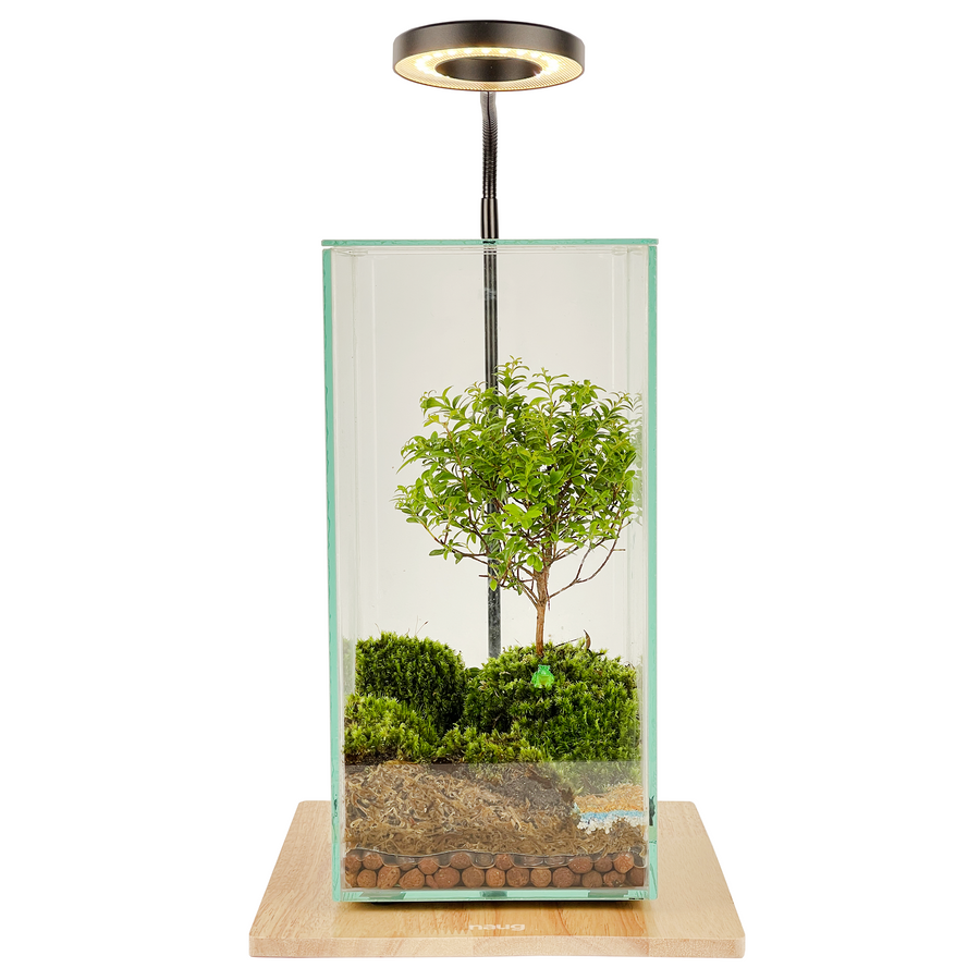 Bonsai Terrarium 15CM x 15CM x 30CM