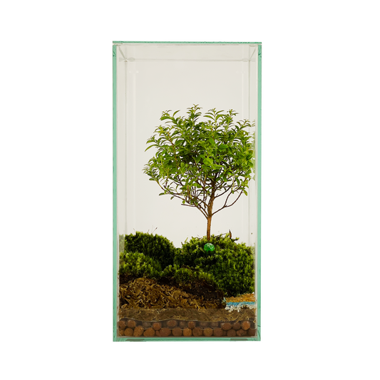 Bonsai Terrarium Series