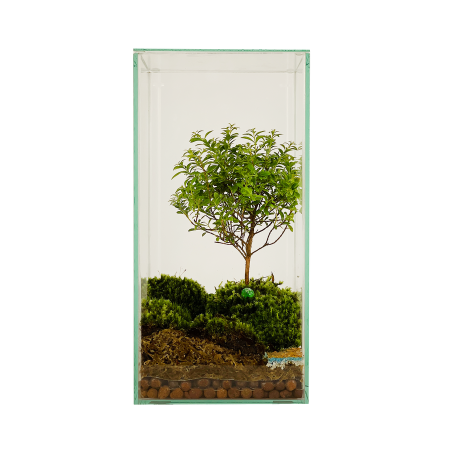 Bonsai Terrarium 15CM x 15CM x 30CM