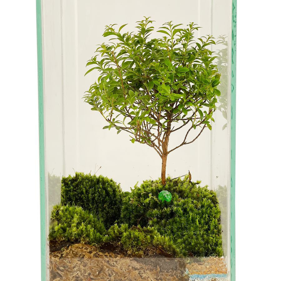 Bonsai Terrarium 15CM x 15CM x 30CM
