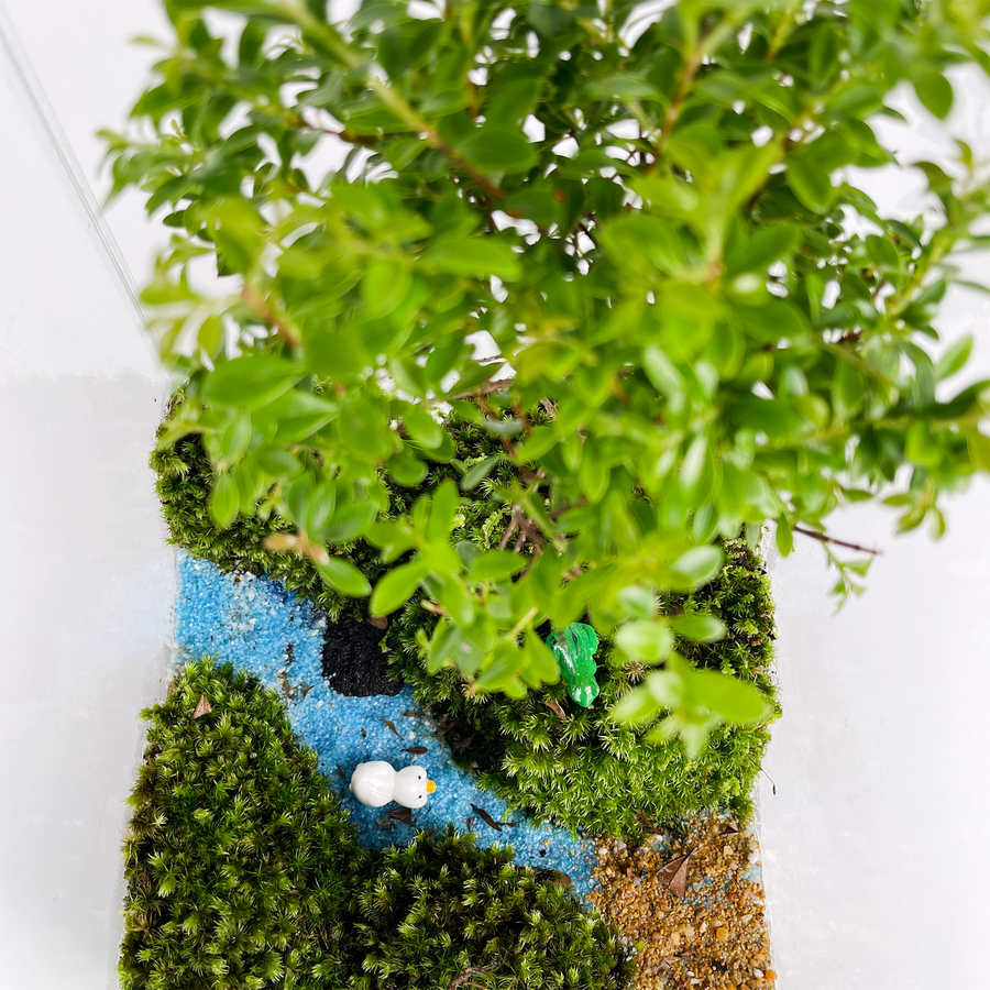 Bonsai Terrarium 15CM x 15CM x 30CM